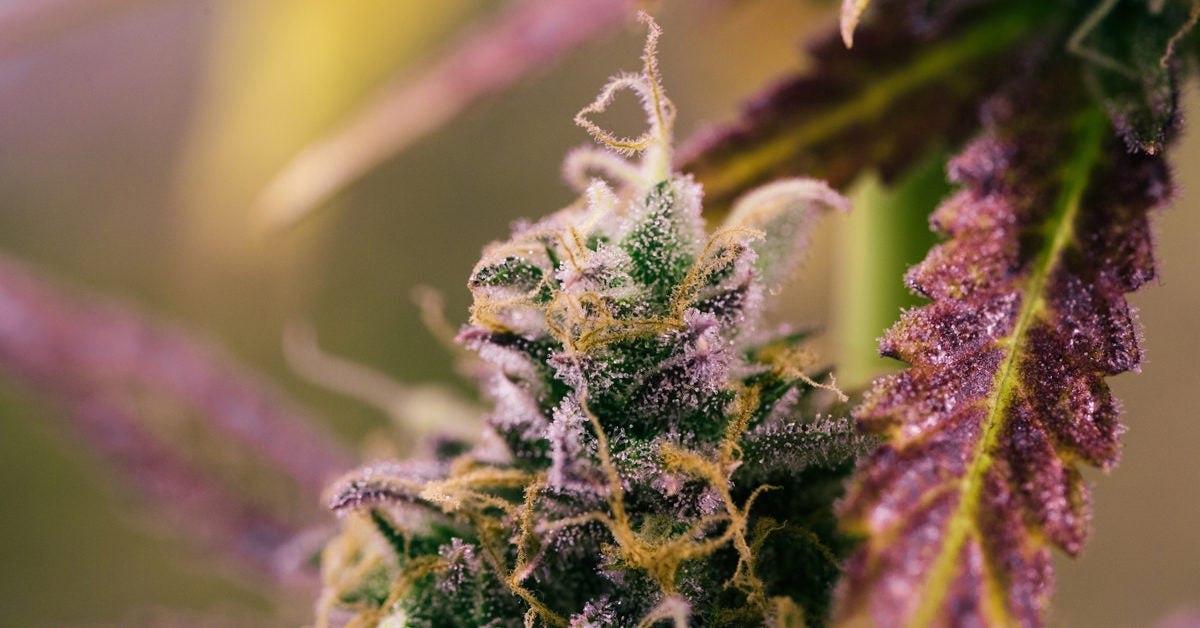 Marijuana: Can it Kill You?