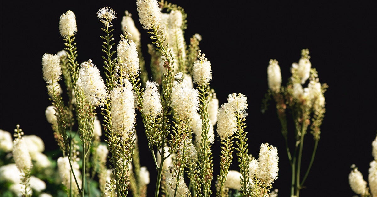 Black Cohosh Benefits, Dosage, Side Effects, and More