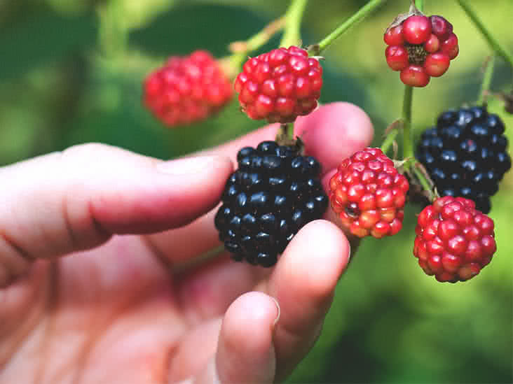 6 Blackberry Health Benefits You Can’t Ignore