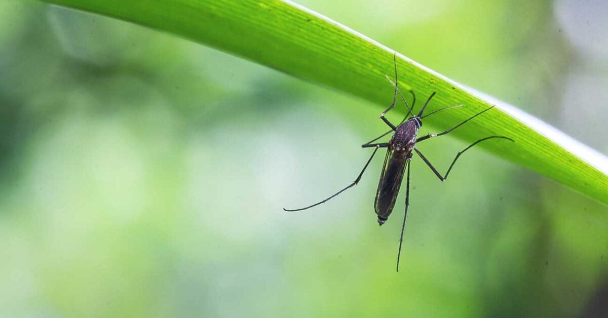 Zika Virus Mosquitoes Spreading