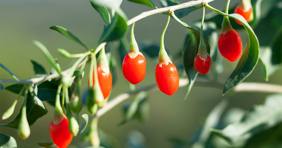 Goji Berries Nutrition Benefits And Side Effects