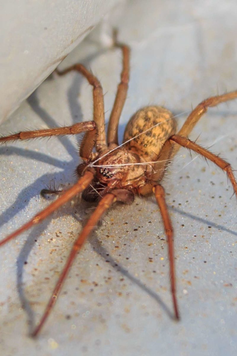 Hobo spider bite: Symptoms, treatment, and stages