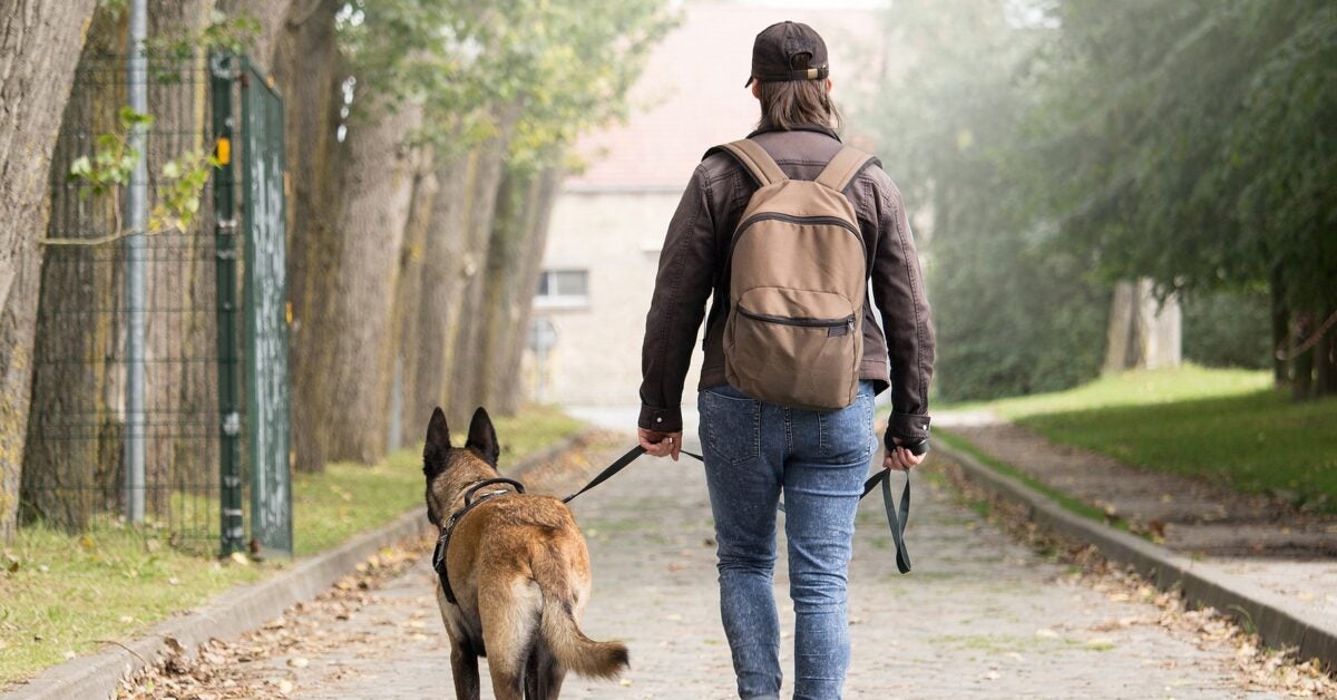 Walking Shelter Dogs May Ease Veterans' PTSD Symptoms