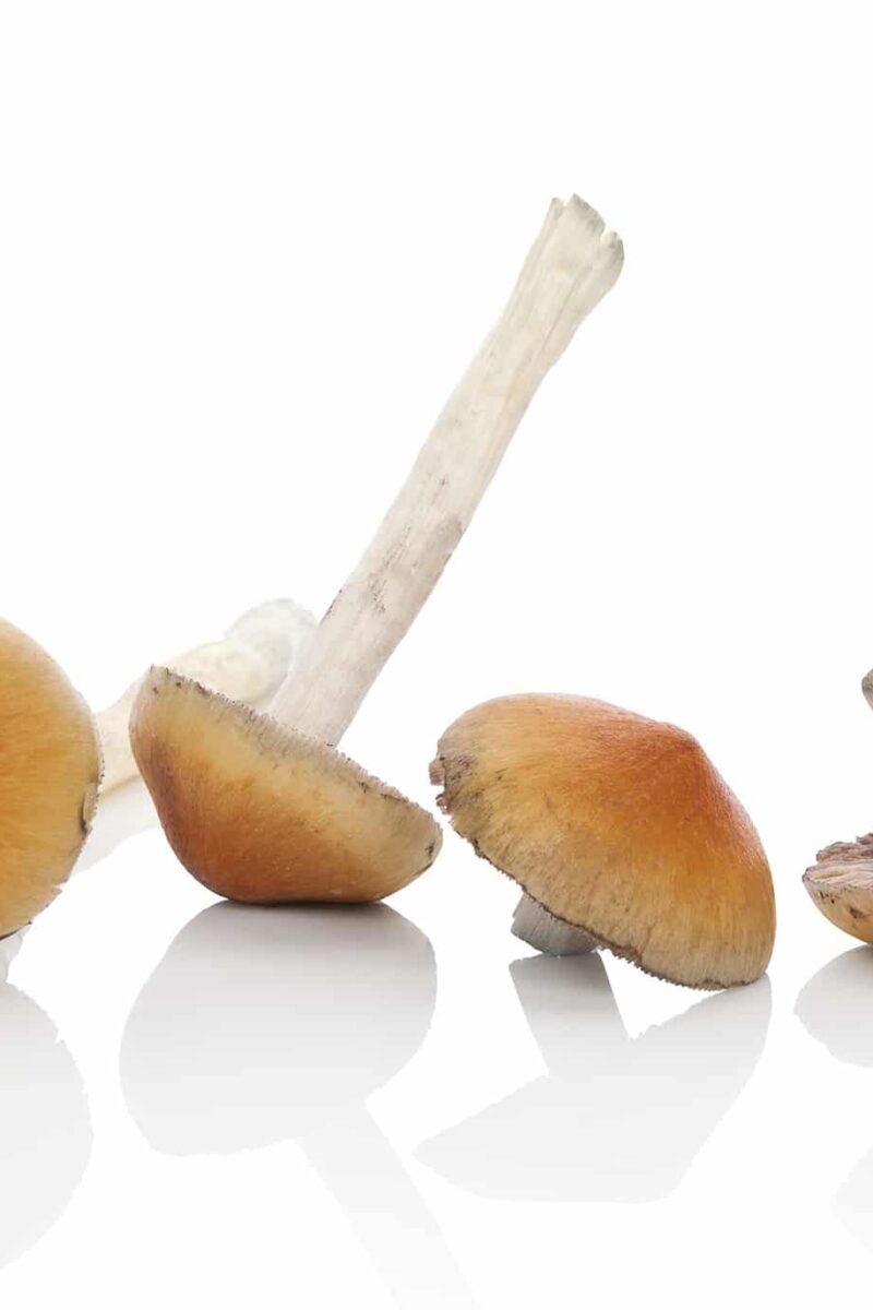 Psilocybin Seems To Turn Down Ego Center In Brain