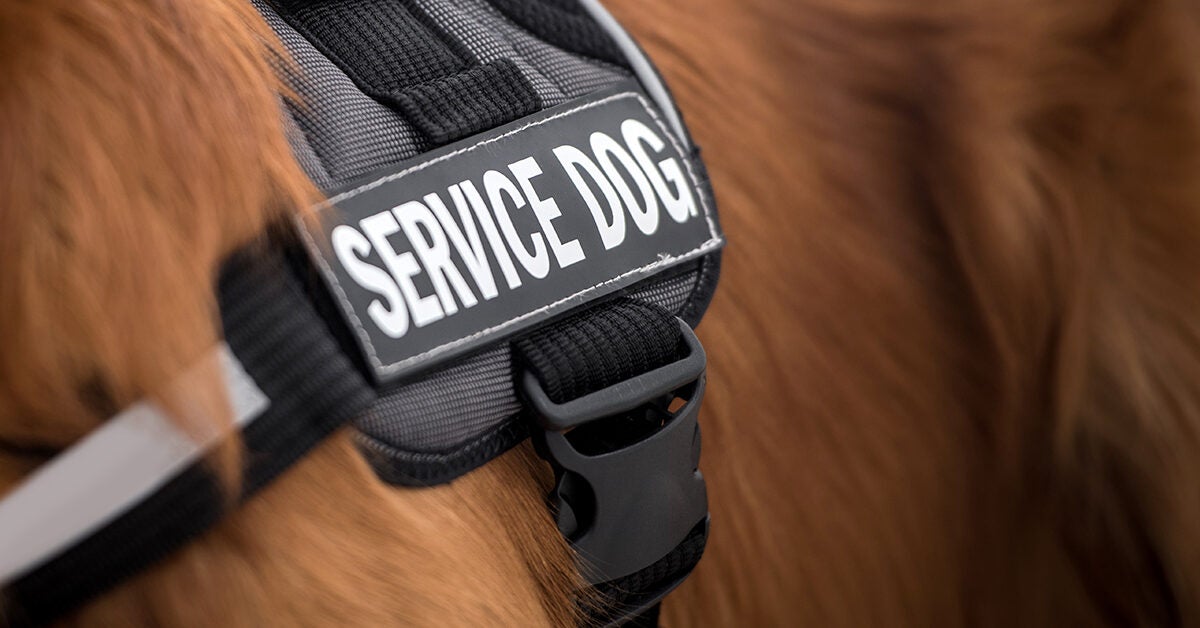 Do I Need a Psychiatric Service Dog or Emotional Support Animal?