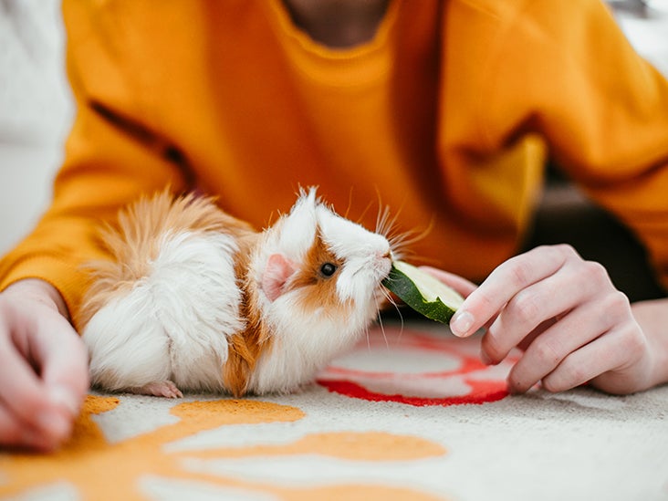 can guinea pigs transmit diseases to dogs