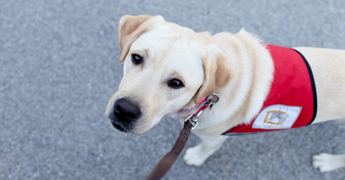 ADHD Service Dog Benefits Breeds And How To Apply