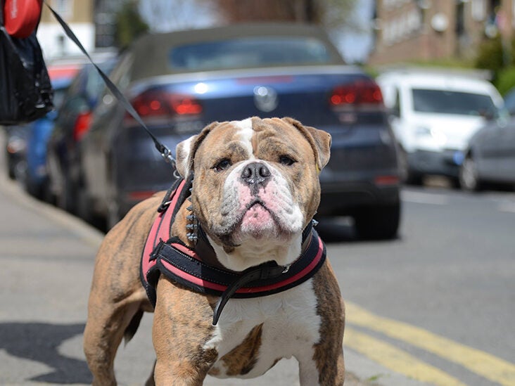 can a therapy dog live anywhere