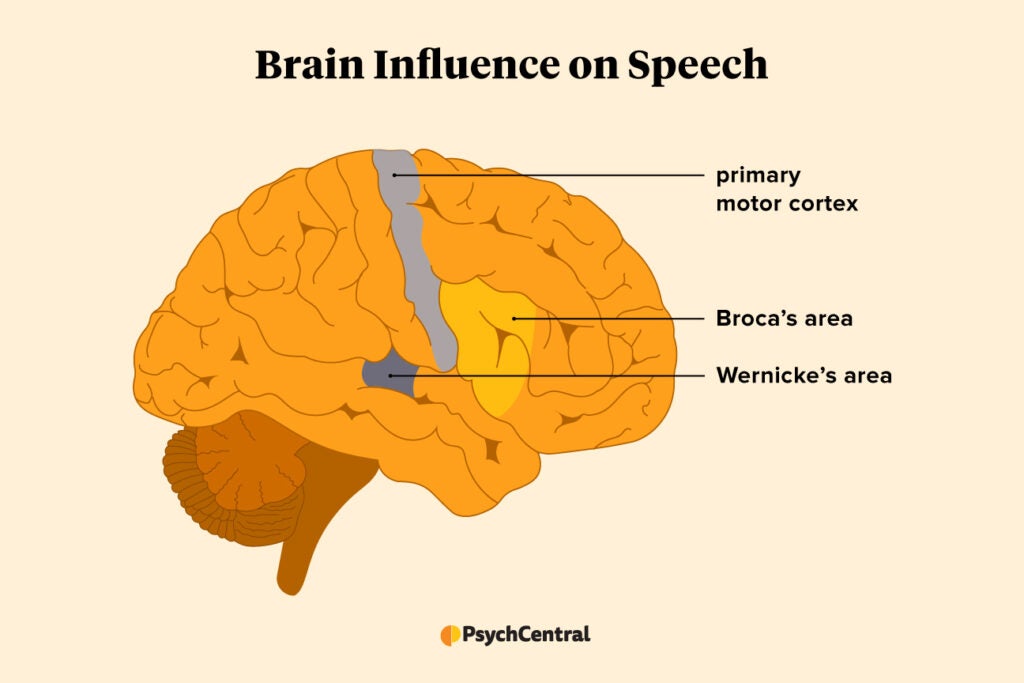 Which Side of the Brain Controls Speech?