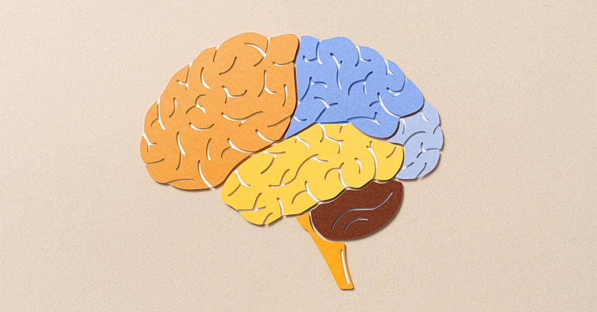 Which Side Of The Brain Controls Speech 